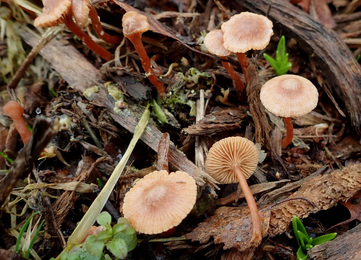 Photo © Penny Cullington Tubaria furfuracea by Penny Cullington